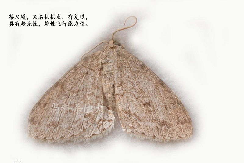 農用頻振式殺蟲(chóng)燈對茶園茶尺蠖防治效果如何