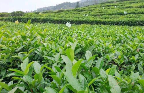 茶園太陽(yáng)能殺蟲(chóng)燈效果如何？湖南茶農這楊說(shuō)