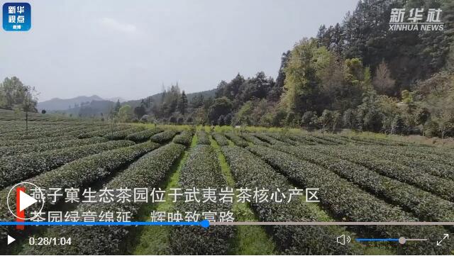 用了太陽(yáng)能殺蟲(chóng)燈的福建生態(tài)茶園長(cháng)啥樣