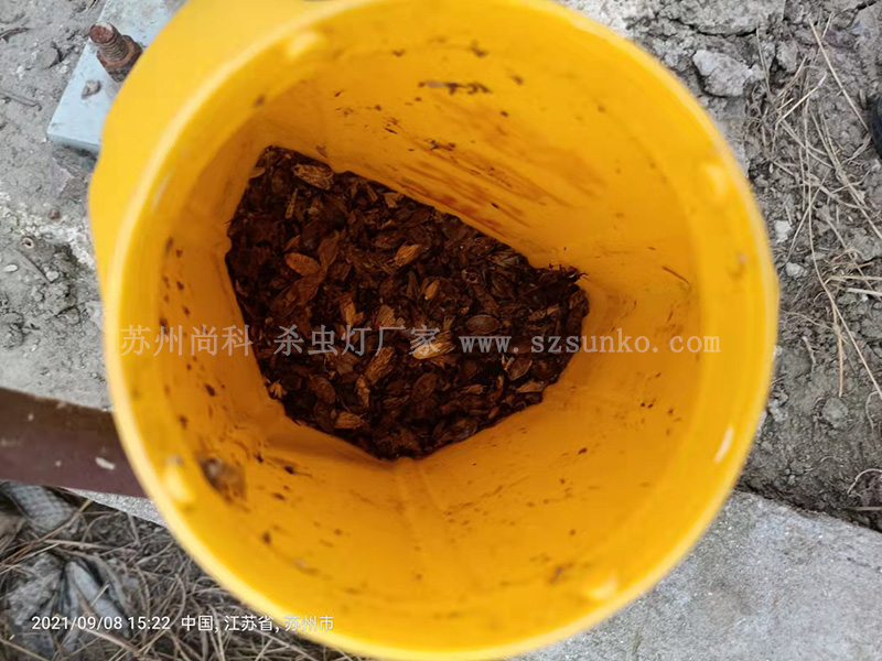 太陽(yáng)能殺蟲(chóng)燈作用大 太陽(yáng)能殺蟲(chóng)燈作用大