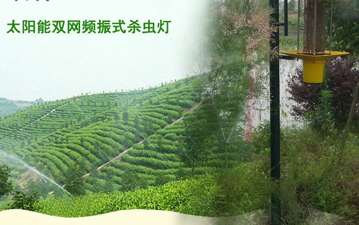 高桿式太陽(yáng)能殺蟲(chóng)燈應用于江西會(huì )昌縣林業(yè)圖片