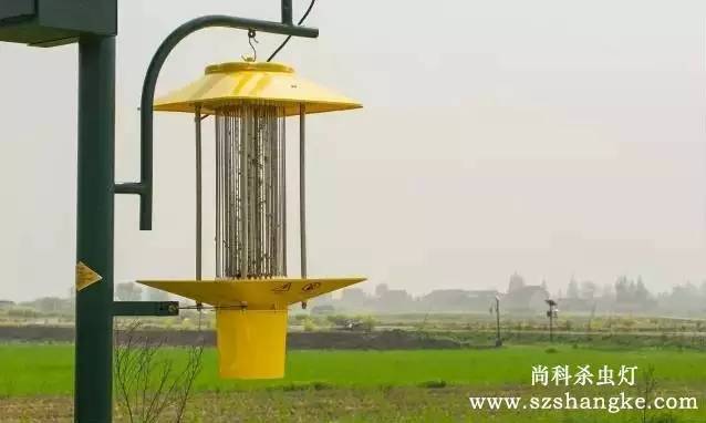 太陽(yáng)能殺蟲(chóng)燈哪家好？尚科殺蟲(chóng)燈農田實(shí)拍