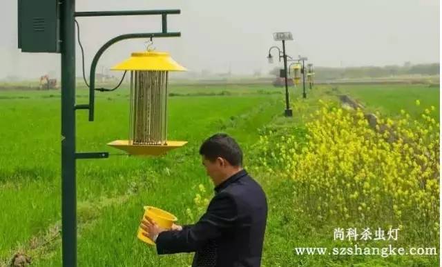 用戶(hù)在檢查尚科太陽(yáng)能殺蟲(chóng)燈集蟲(chóng)盒