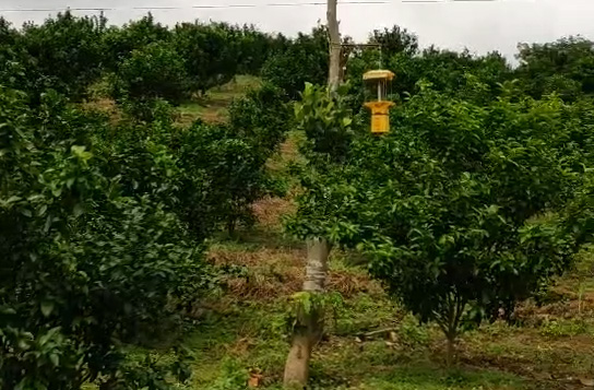 自動(dòng)清潔型交流電殺蟲(chóng)燈PZ025使用效果