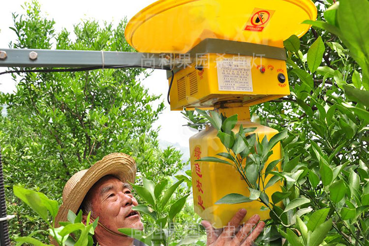果園殺蟲(chóng)燈助力浙江溫州楊梅開(kāi)創(chuàng  )“不倒梅”品牌