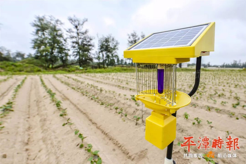 福建平潭太陽(yáng)能殺蟲(chóng)燈用于甘薯種植效果
