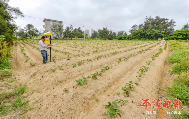 福建平潭農戶(hù)安裝太陽(yáng)能殺蟲(chóng)燈用于甘薯種植