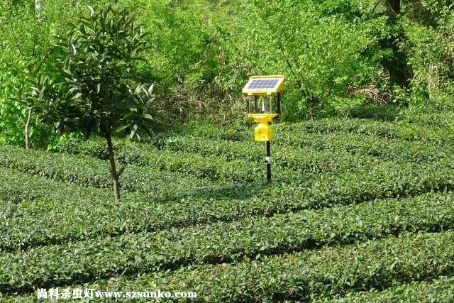 安徽石臺縣茶園用太陽(yáng)能殺蟲(chóng)燈綠色防控