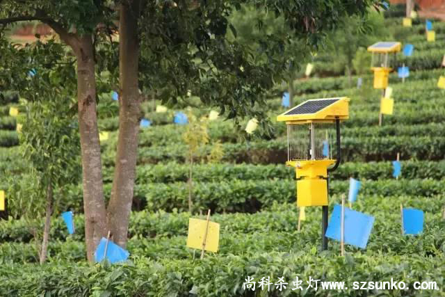 安徽石臺縣茶園用太陽(yáng)能殺蟲(chóng)燈綠色防控