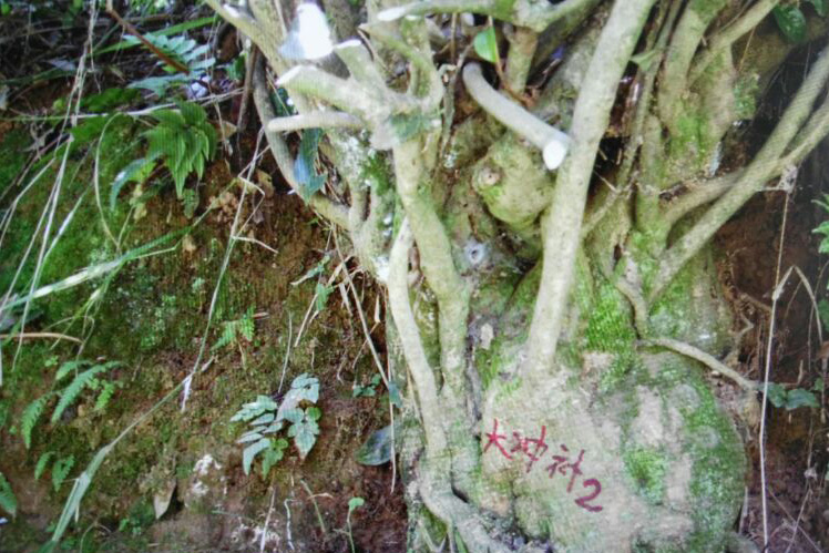 貴州哚貝茶園基地古茶樹(shù)