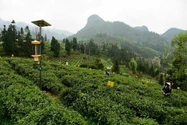 貴州太陽(yáng)能殺蟲(chóng)燈用于哚貝茶園基地
