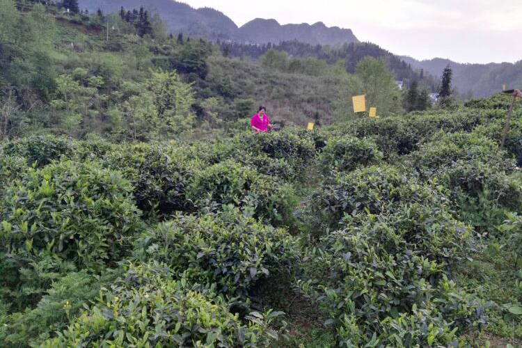 貴州哚貝古茶樹(shù)基地茶園