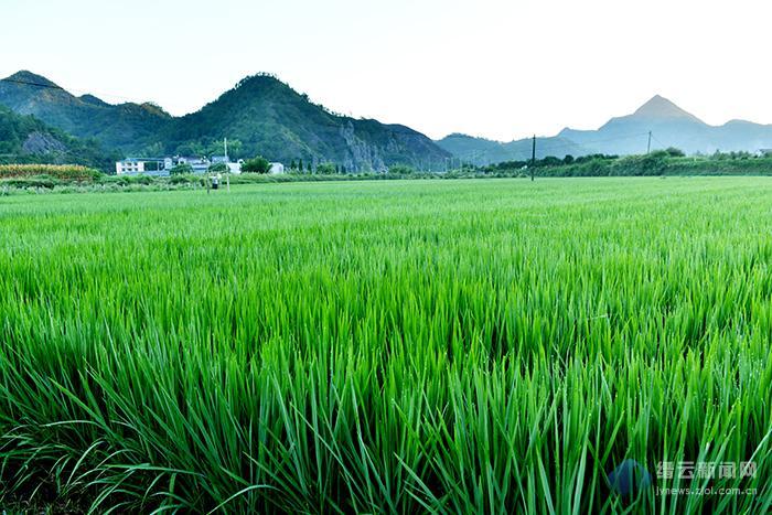 浙江縉云東渡鎮家庭水稻農場(chǎng)