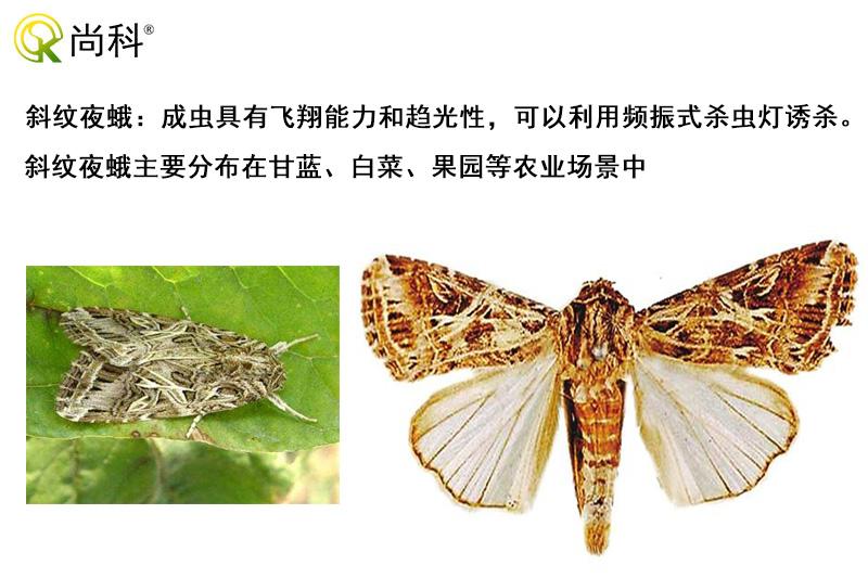 斜紋夜蛾可以用太陽(yáng)能殺蟲(chóng)燈誘殺