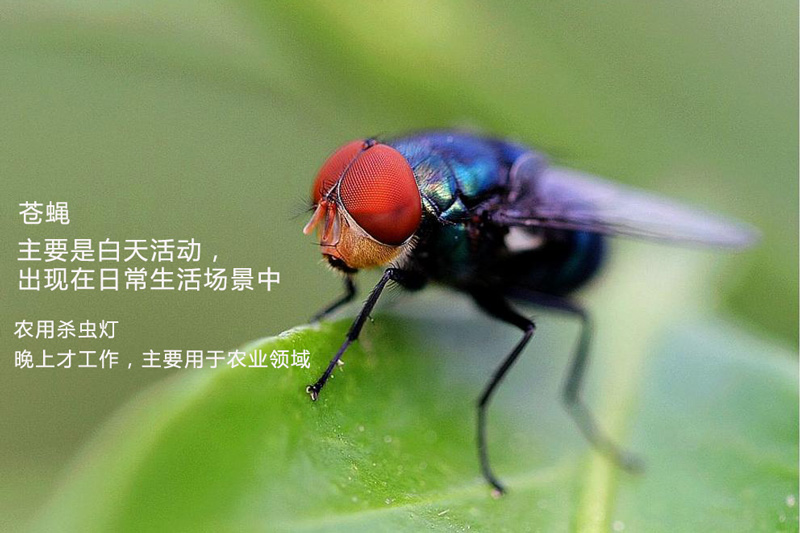 農用殺蟲(chóng)燈為什么不殺蒼蠅