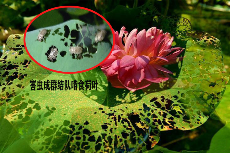浙江公園荷葉被害蟲(chóng)成群結隊啃食