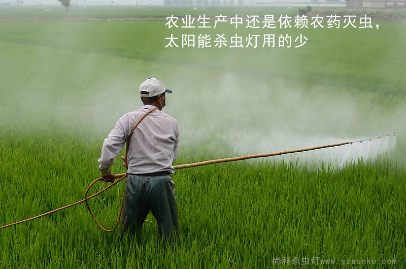 水稻使用農藥滅蟲(chóng)，太陽(yáng)能殺蟲(chóng)燈用的少